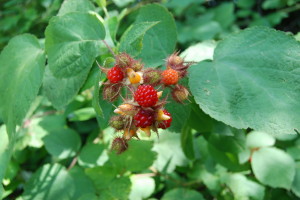 Upper Bucks County Wild Raspberries