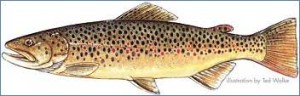 Brown Trout in Cooks Creek Illustration