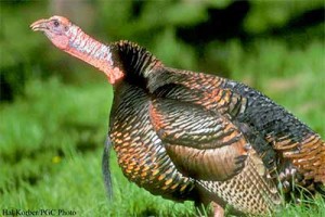 Wild Turkey in PA