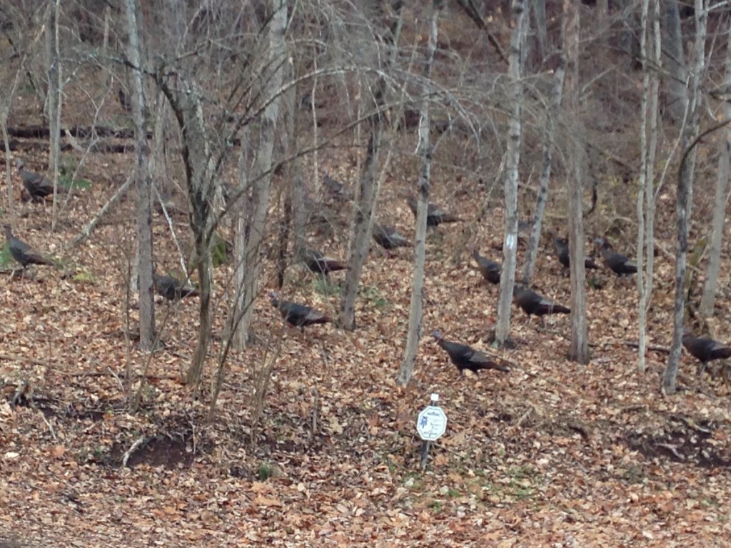 So Many Upper Bucks County Turkeys