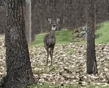 Whitetail Deer in Haycock Township, PA